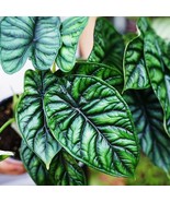 Alocasia Sinuata Quilted Dream 2 Inch Pot 2 Plants Fresh Garden - $53.50 CAD