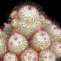 BRN Mammillaria Bombicina Fish Hook Pincushion Cacti Cactus Aloe Seed 50... - $19.62