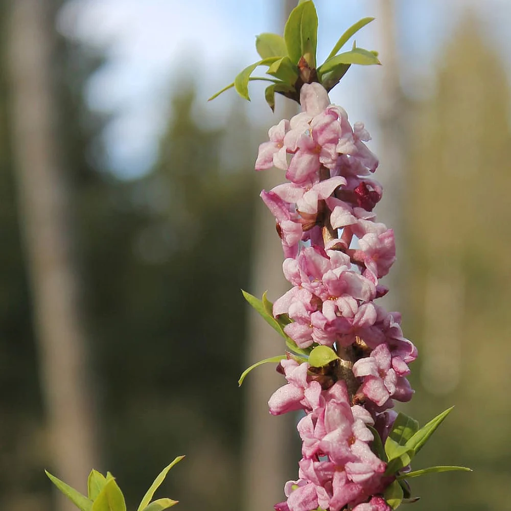 Daphne Mezereum Paradise Plant – 10 Seeds for Your Garden Bliss - $14.99