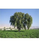 Prosopis cineraria - Shami Plant from West Asia Jandi - Ghaf - 5+ Seeds ... - £2.33 GBP