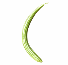 Armenian Yard Long Cucumber. - £2.34 GBP