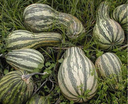 Squash Cushaw Green Striped 20 Organic Seeds Heirloom Non-Gmo Fresh Garden - £5.39 GBP