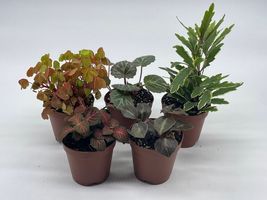 Item image 8