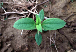1 Plant Organic White Fuseau Sunchoke / Jerusalem Artichoke LIVE PLANT - £31.31 GBP