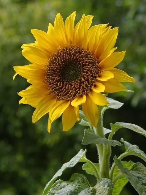 Sunflower 1 oz Seeds for Planting Food Plot Deer Turkey Poultry - £12.28 GBP