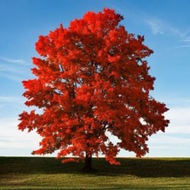 HSE 50+ Red Maple Seeds for Planting Outdoors - Heirloom Maple Tree Seeds (Acer  - £11.16 GBP