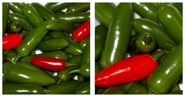 4&quot; Pot - Serrano Hot Pepper Plant - Great for Salsa! - £36.01 GBP