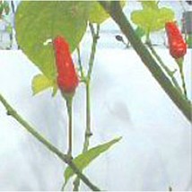 Hawaiian Red Kona Hot Peppers Seeds Fresh Seeds USA - $12.80