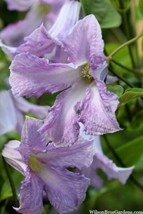 Betty Corning Clematis 20 seeds - £7.97 GBP