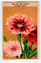 1920&#39;s Flower Art Print OEILLET DE CHINE Lithograph Original Made For Seed Pack - £8.52 GBP