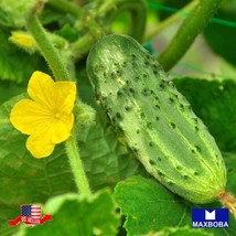 Cucumber Seeds Pickling Bush Pickle Heirloom Nongmo Vegetable Garden Us Seller - £4.96 GBP