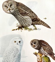 Gray Owl Snowy Owl Barred Owl 1936 Bird Art Lithograph Color Plate Print DWU12A - £31.96 GBP