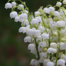 Lily of The Valley Flowers - 10 Seeds - £6.96 GBP