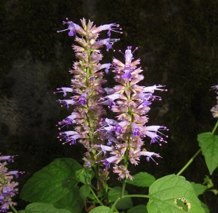 KOREAN MINT Seeds *!* Hyssop herb, Agastache rugosa 500+ SEEDS - $15.03