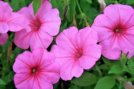 200 Bright Pink Petunia Flowers Garden Seeds Planting Perennial - £11.02 GBP