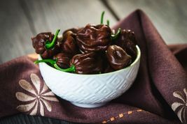 Chocolate Habanero 20 Seeds - £7.61 GBP