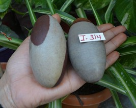 Natural Shivling Narmada Banalingam Lord Shiva Lingam Shivlingam India~I-314 - $52.04