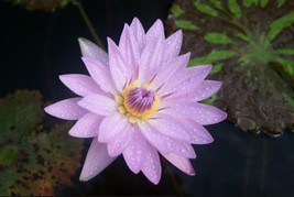 Live Pond Plant Rhizome Nymphaea General Pershing Pink Tropical Water Lily Tuber - £23.25 GBP