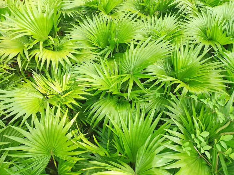 5 Seeds GREEN SAW PALMETTO Serenoa Repens American Dwarf Palm Tree Shrub - $9.99