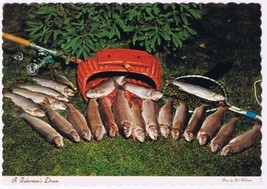 Fishing Postcard American Trout A Fisherman&#39;s Dream  - £1.58 GBP