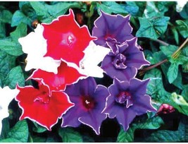 Fresh 30 Kikyo-Zaki Mix Morning Glory Seeds For Planting Ship From Usa - $17.96