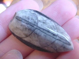 (f371-b) 1.5&quot; Orthoceras marbilized fossil straight shell nautiloid ceph... - $8.59
