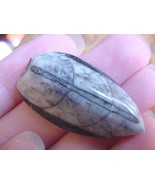 (f371-b) 1.5&quot; Orthoceras marbilized fossil straight shell nautiloid ceph... - $8.59