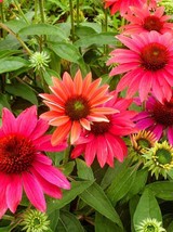 50 Tres Amigos Coneflower Seeds Echinacea Flower Flowers Seed 1400 Fresh... - $12.50