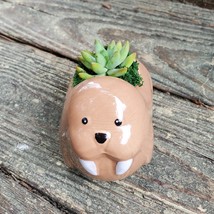 Walrus Planter with Succulent, Live Plant in Ceramic Animal Pot, 5" image 2