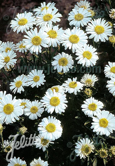 Aster alpinus Beauty White 1,000 seeds - $33.47