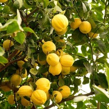 Fresh Lemon Tree Seeds, Non-GMO - Start Your Own Lemon Grove (10 Seeds),... - $4.00