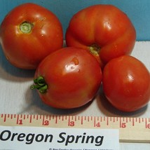 Oregon Spring Tomato Garden Seeds Gardening New Fresh Seeds - £13.10 GBP