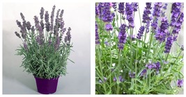 100 seeds Lavender- Hidcote- Blue Seeds Fresh Garden Seeds - £17.57 GBP
