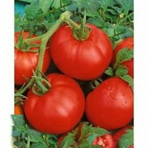 KKG Ace 55 Tomato Seeds Low Acidity Variety Size Fresh Garden - $7.89