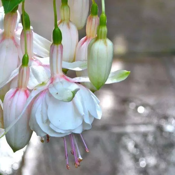 Variety Fuchsia Plant Live Hummingbird Plant Mother&#39;s Day Gift - £18.76 GBP