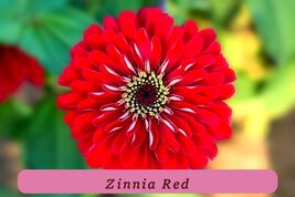 7530 zinnia red pop thumb200