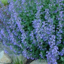 Catmint Lavender Blue Perennial Teas Repellant 300 Pure Seeds Fresh Seeds - £6.76 GBP