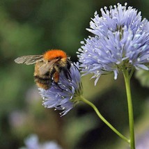 Gilia Capitata Globe Gilia 50 Seeds Garden - £13.13 GBP