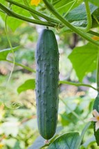 HGBO Straight Eight Cucumber Seeds 50 Seeds Vegetable Garden Straight 8 From US - £6.51 GBP