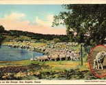 Sheep on the Range San Angelo TX Postcard PC3 - $4.99
