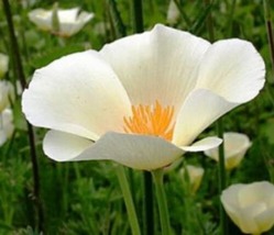  White Linen Poppy Flower 100 Fresh Seeds - £4.80 GBP