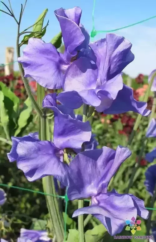 MBK 50 Seeds Blue Danube Sweet Pea For Garden Planting Non GMO Packs Sale - £8.75 GBP