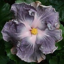From US 20 Silver White Hibiscus Seeds Flowers Flower Seed Perennial Bloom 360 - £8.52 GBP