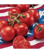 Crimson Fancy Tomato Seeds (25+ Seeds)(More Heirloom, Organic, Non GMO, ... - $4.75