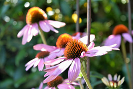 LimaJa 400 Echinacea Purpurea Seed - Purple Coneflower Perennial Medicinal Herb  - £3.18 GBP