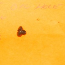 LIONEL PART - 700E- -SCALE HUDSON- OIL HOLE SCREW  -  NEW- H17C - $3.09