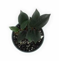 Burgundy Rubber Tree Ficus elastica Burgundy 4&quot; Pot Multi - living room - £36.76 GBP