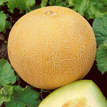 Fresh 40+Delicious 51 Cantaloupe Seed Organic Heirloom Melon Fruit Summe... - $5.50