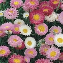 Paper Daisy Helipterum Mixed Colors 50 Seeds  - £4.69 GBP