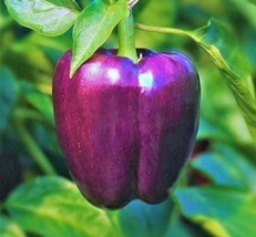 Purple Beauty Bell Pepper Seeds 30 Sweet Pepper Culinary Nongmo - £7.32 GBP